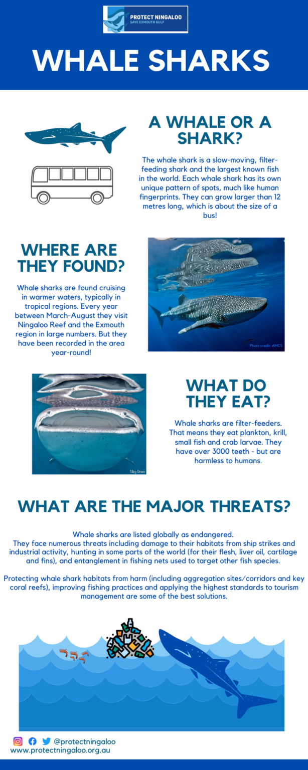 Whale sharks | Protect Ningaloo