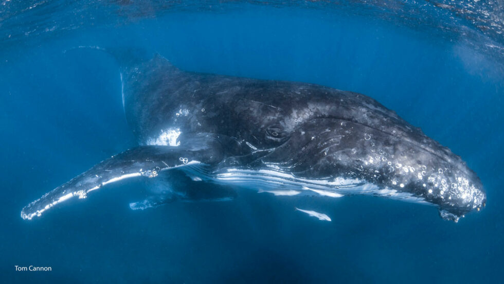 The Battle for the Humpback Whale Kingdom | Protect Ningaloo